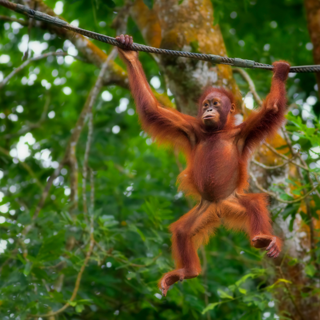 Monkey swinging from a rope